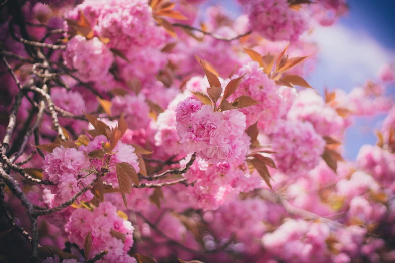 a blossoming pink tree with leaves and blossoms