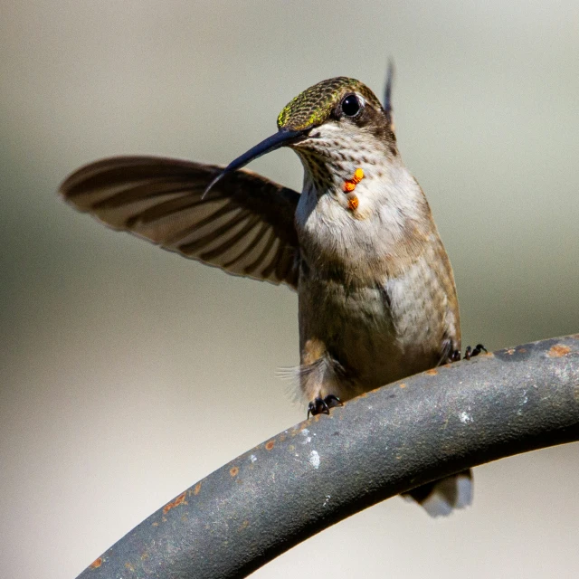 a bird is in mid air after landing