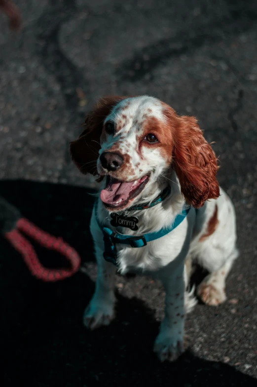 a dog sitting on the ground and smiling