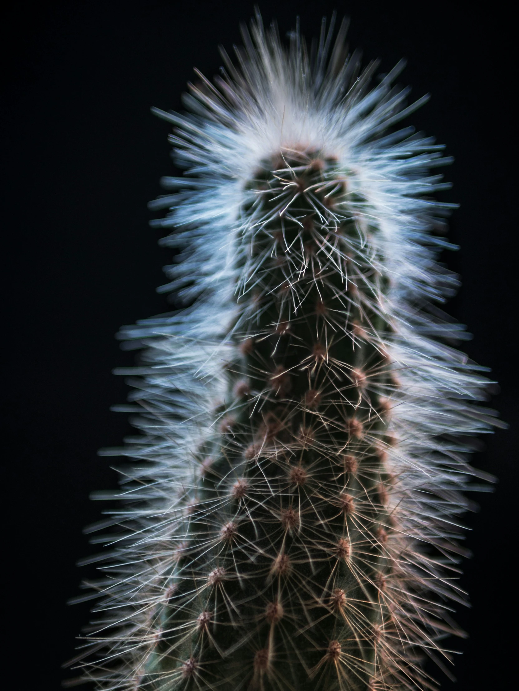 a large cactus with many spines growing out of it