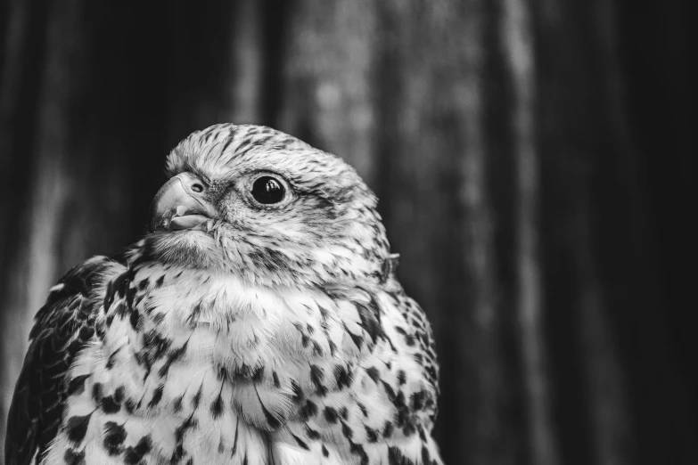 black and white pograph of an owl on a nch