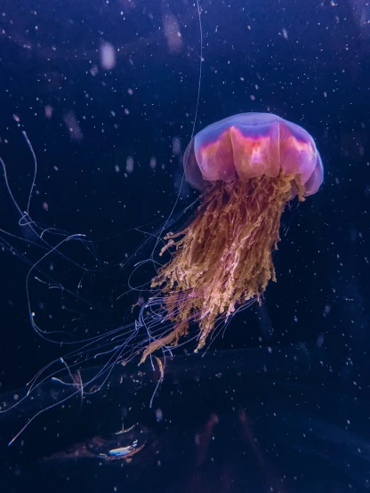 a small jellyfish in the water with it's tentacles