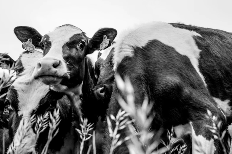 two brown and white cows standing together in a field