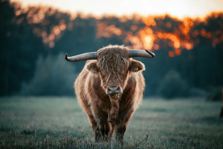 a big cow with some horns walking through the field