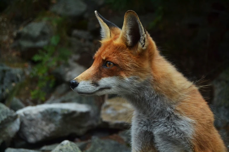 a close up of a fox near rocks