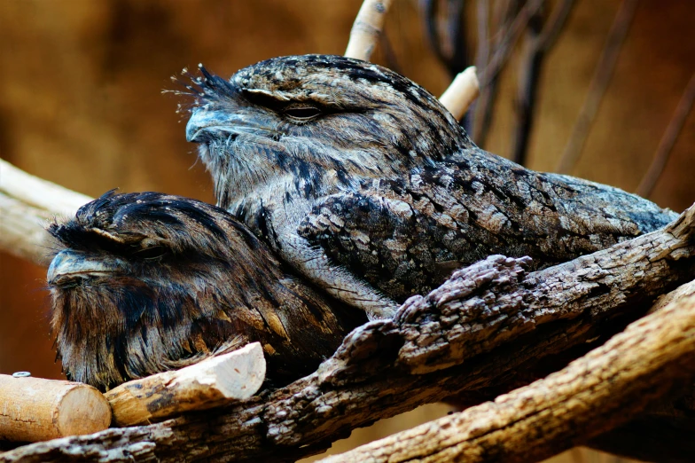 two brown owls sitting together on a tree nch