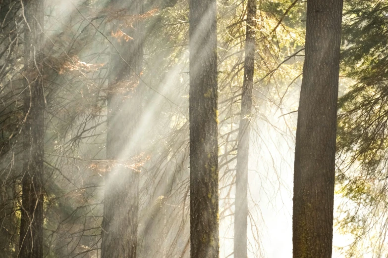 a forest with sun beams coming through trees