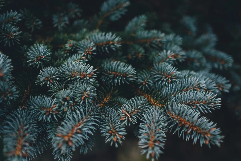 close up of a nch from a tree