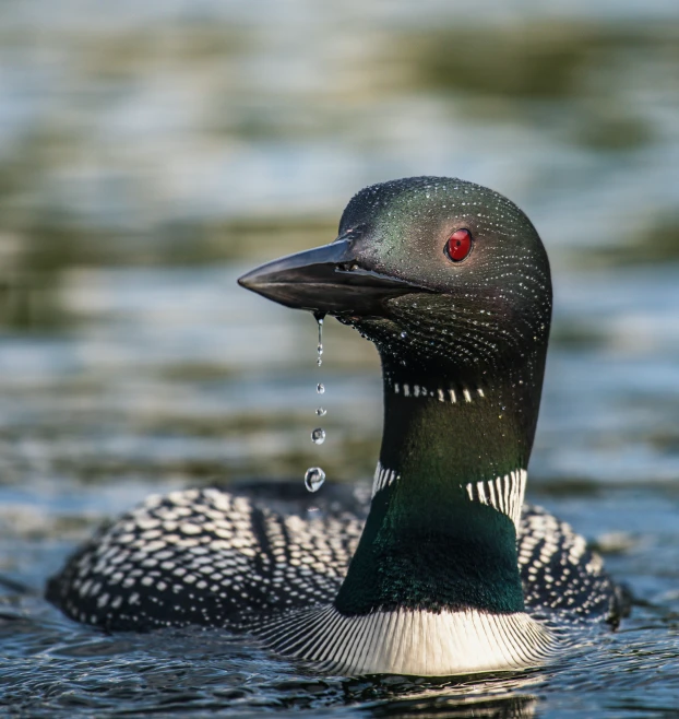 a black and white bird floating on top of the water