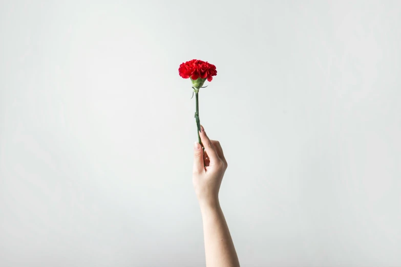 a hand holding a single carnation flower