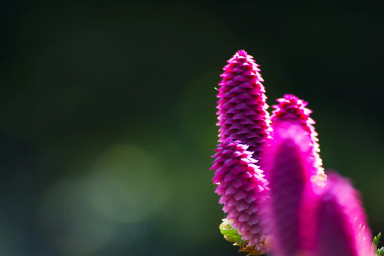 pink flower with green stem and leaves in daylight