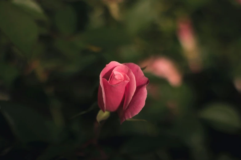a flower is shown on the blurry background