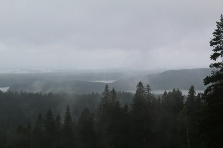 fog hovers over the pine forest on a gloomy day