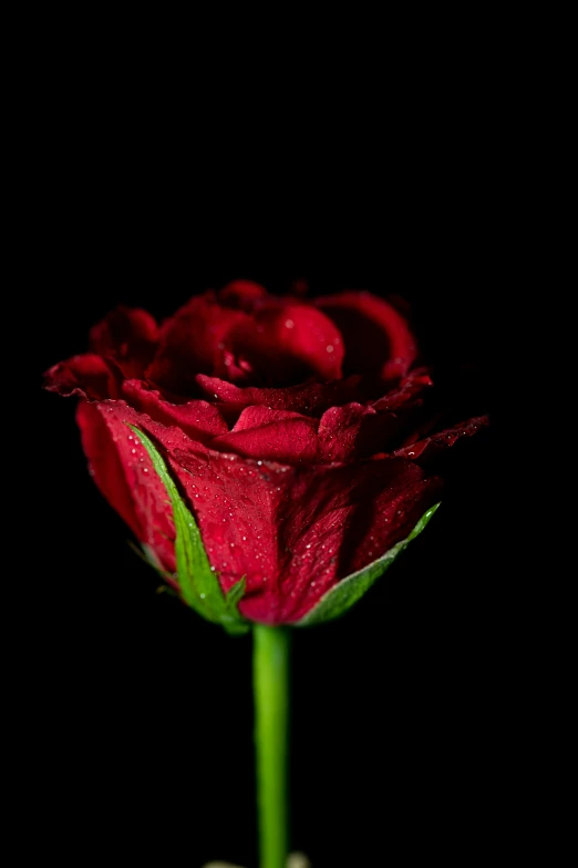 a single red rose with raindrops on it