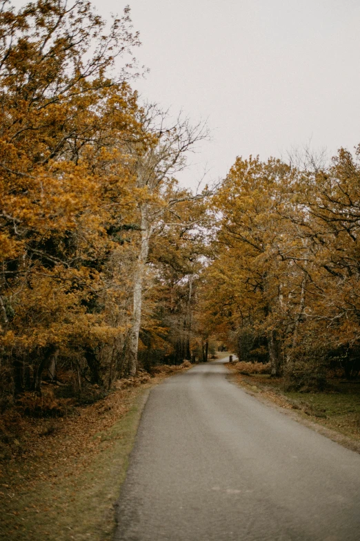 a road in the woods has trees with yellow leaves on them