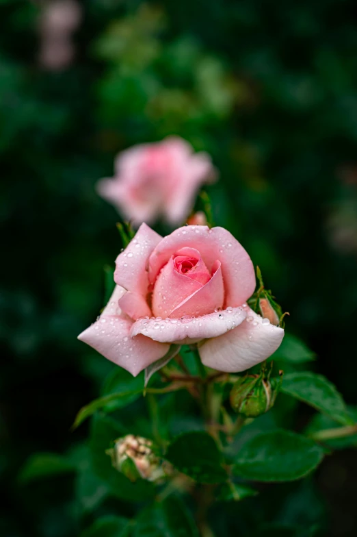 a group of three pink roses that are covered in rain