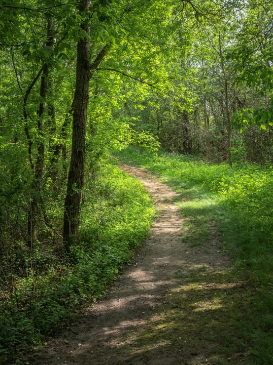 a path through the woods, surrounded by lush green trees