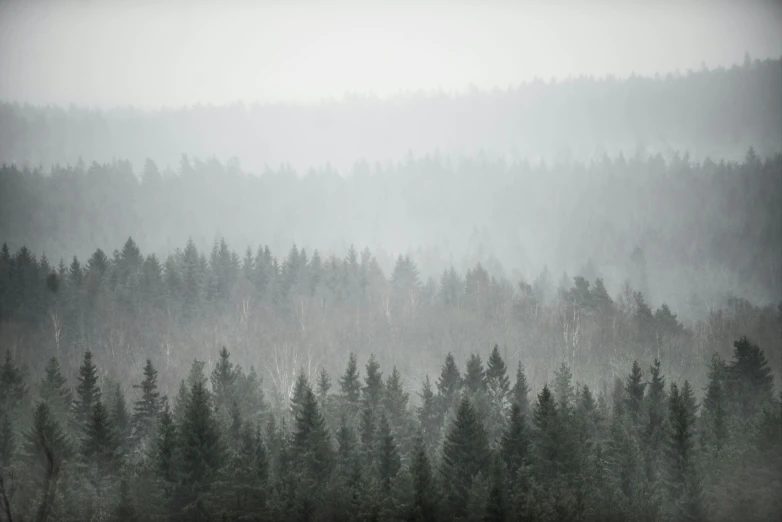 a pine forest in the rain has trees