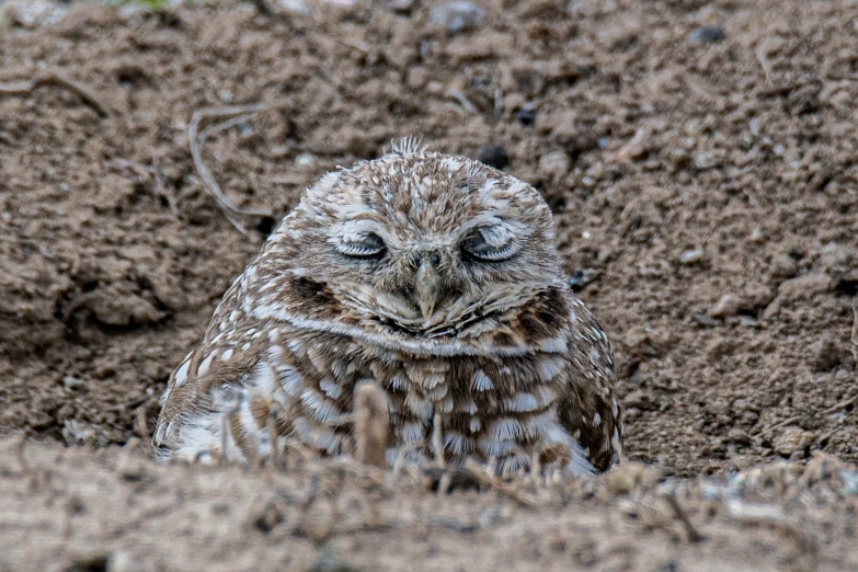 a small owl is standing on the ground