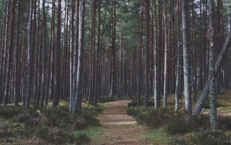 a path in a wooded area that has sp trees on both sides