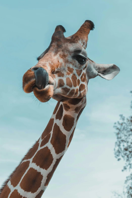 the giraffe is eating leaves on a sunny day