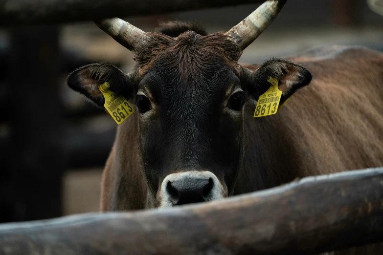 a bull is seen from behind behind an iron fence