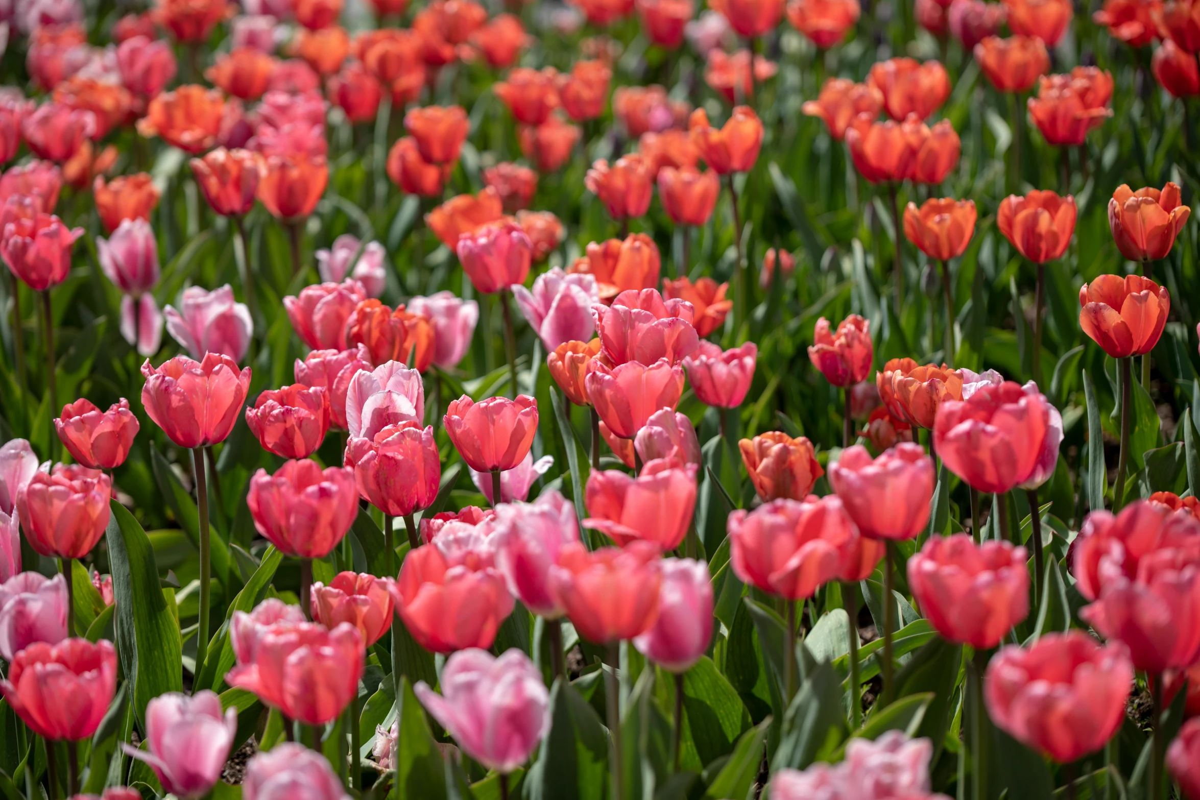 a field with red and pink tulips in it