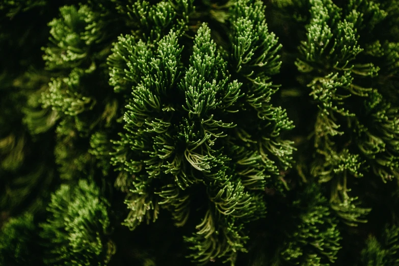 the top view of many evergreen trees in the woods