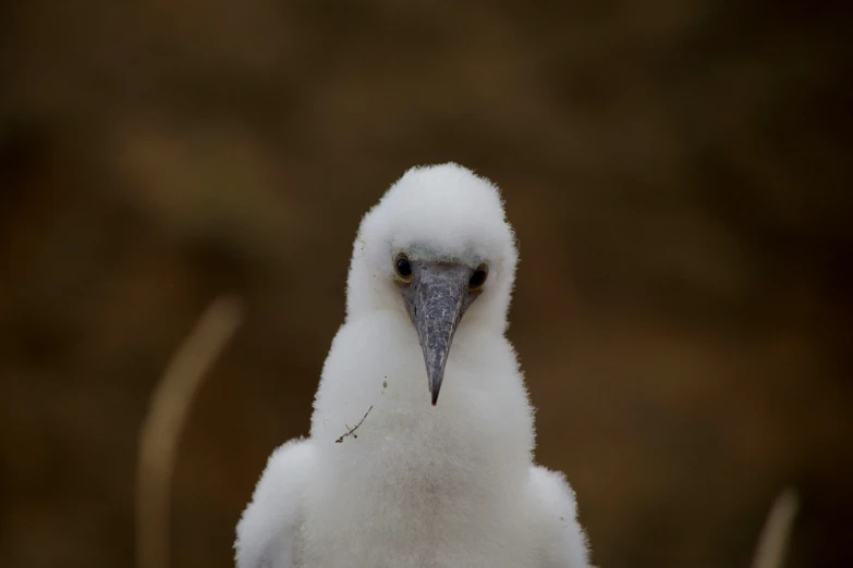 a closeup of a bird in front of a blurry background