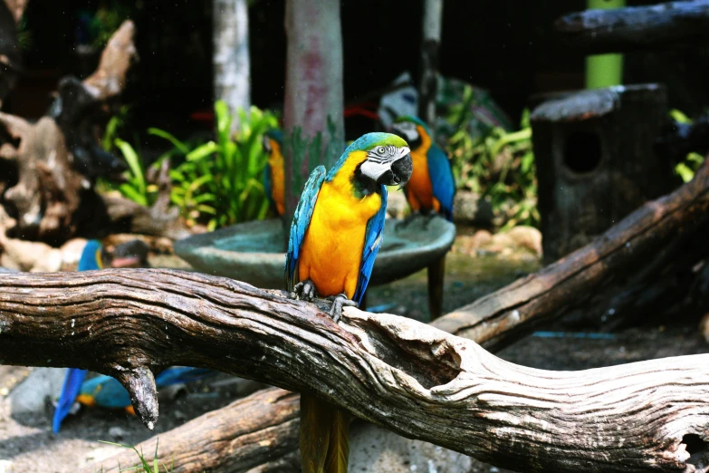 three parrots sitting on some trees in a zoo