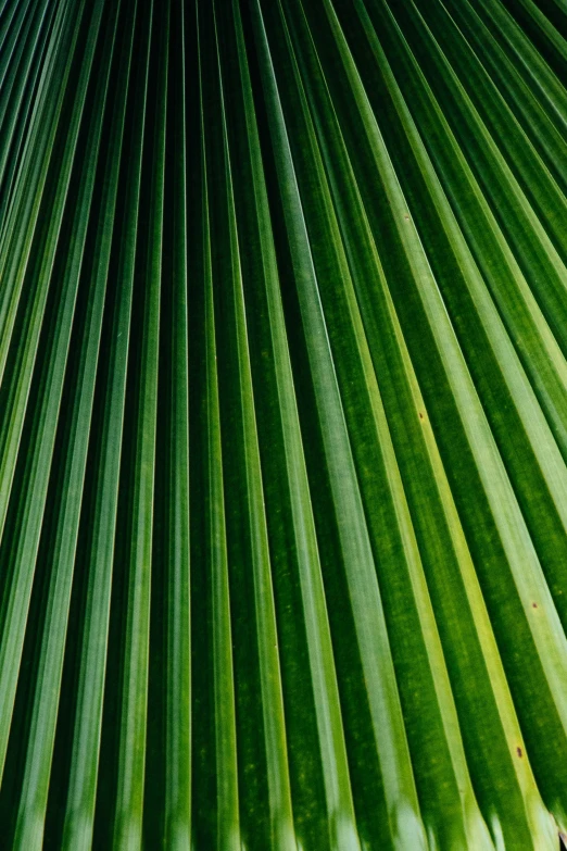 palm leaves close up showing the large vertical pattern