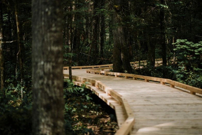 a wooden path in a forest that is over water