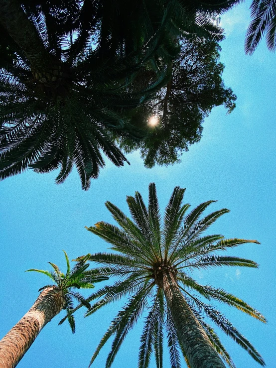 looking up at palm trees with the sun shining through them