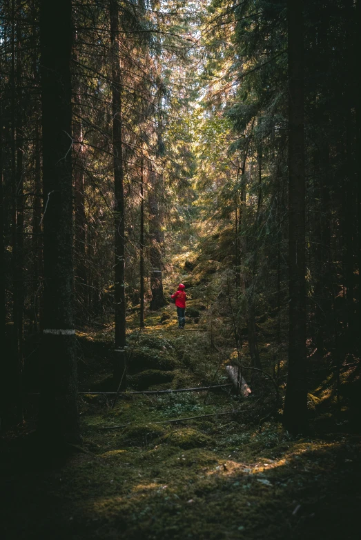 the person is walking through the woods alone