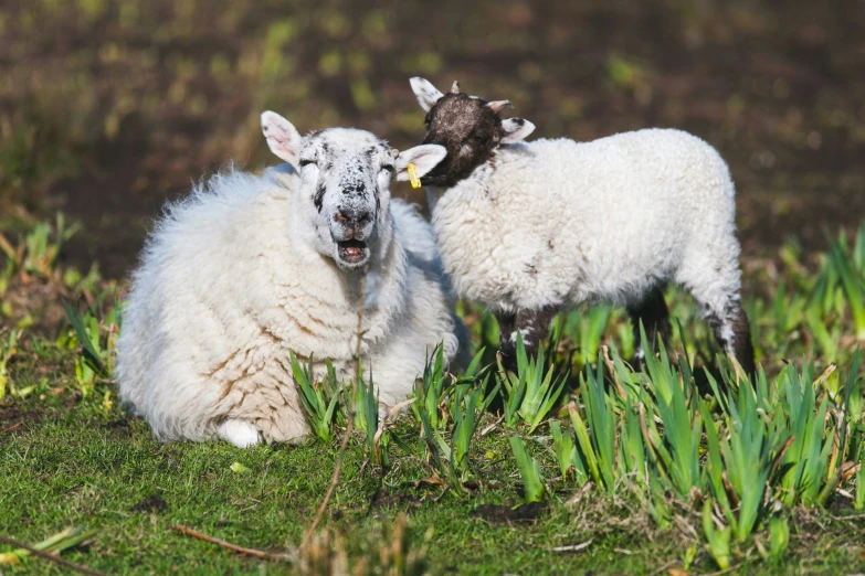 two small white sheep stand on the grass