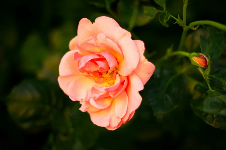 a peach rose blossom with leaves on it