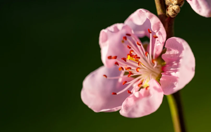 a closeup po of some pink flowers