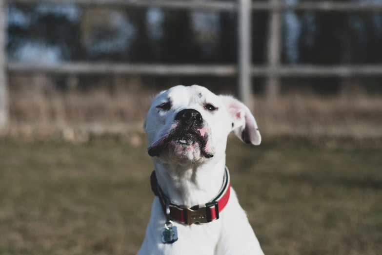 a white dog standing in front of a fence