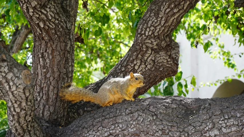 a squirrel sitting on the nch of a tree