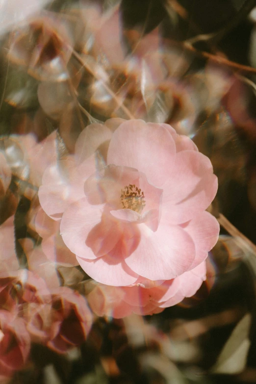an almost pink flower is shown on the subject of this image