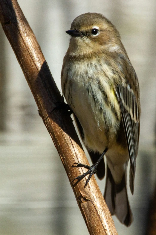 small brown bird sitting on a wooden nch