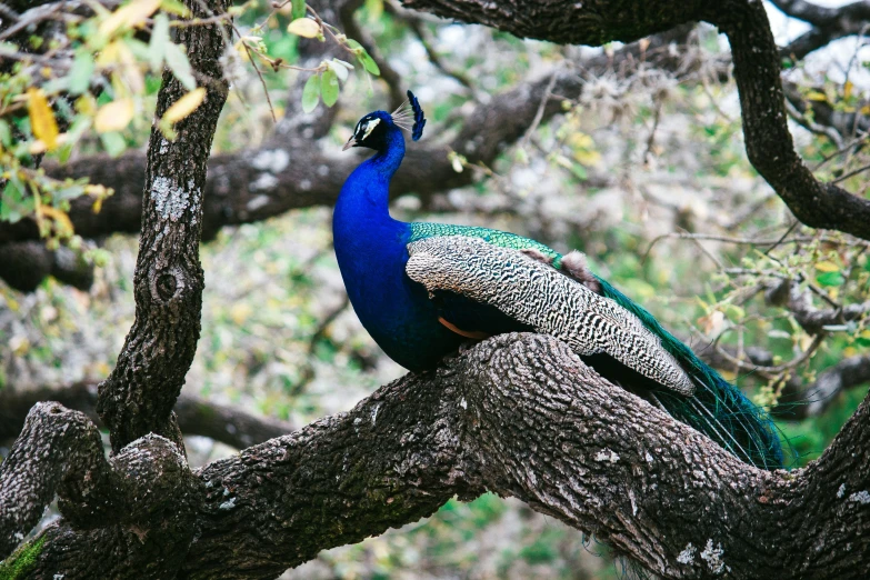 a blue and green bird perched on top of a tree