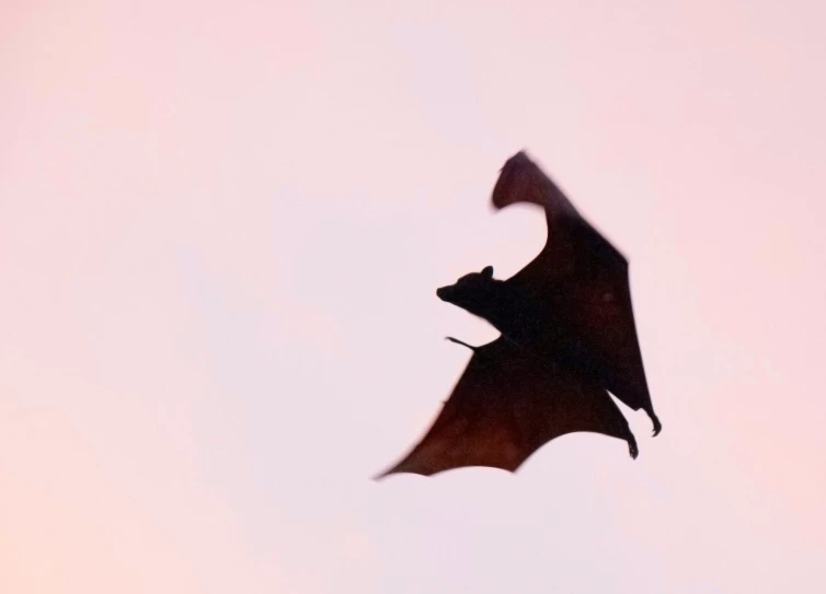 there is a big black bat flying high in the sky