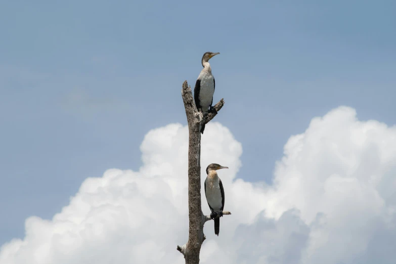 two birds perched on the nches of a tree