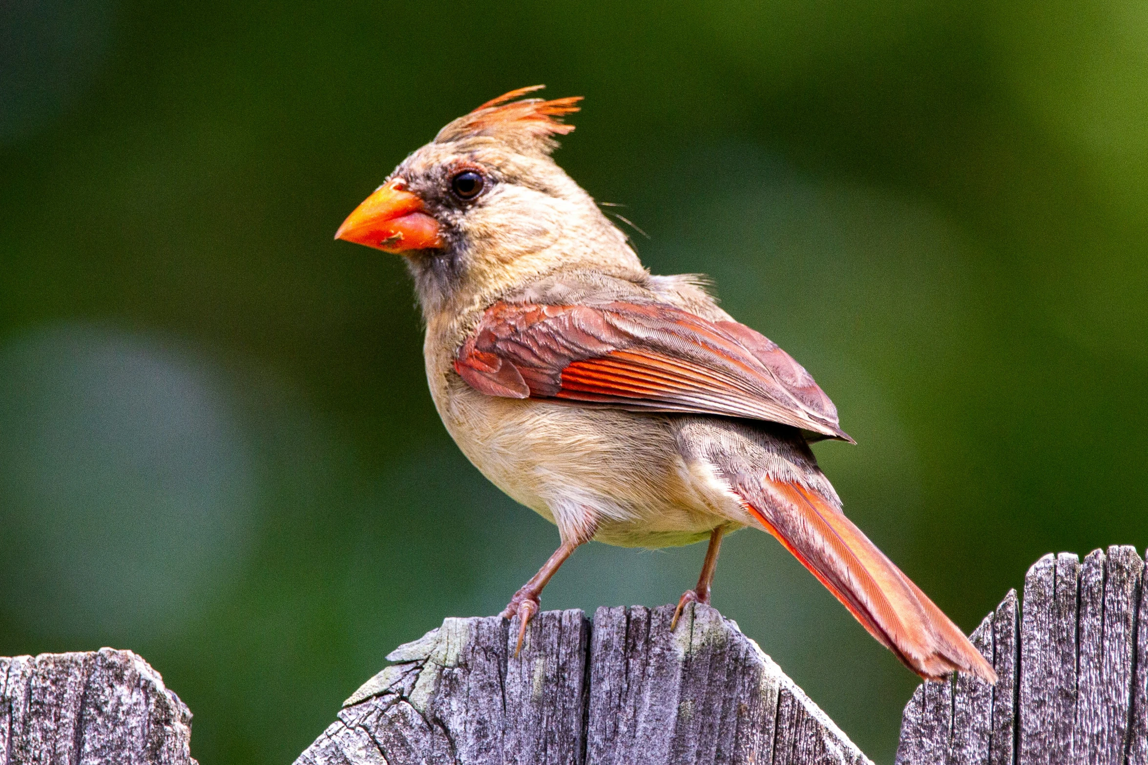 a bird perched on top of a wooden fence