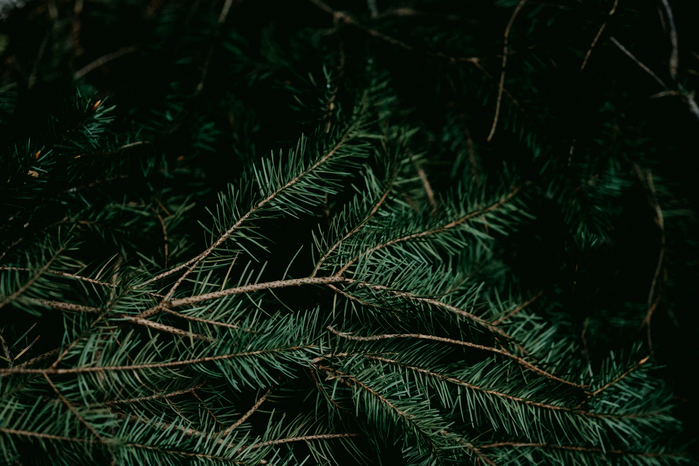 a close - up po of pine needles taken in the dark