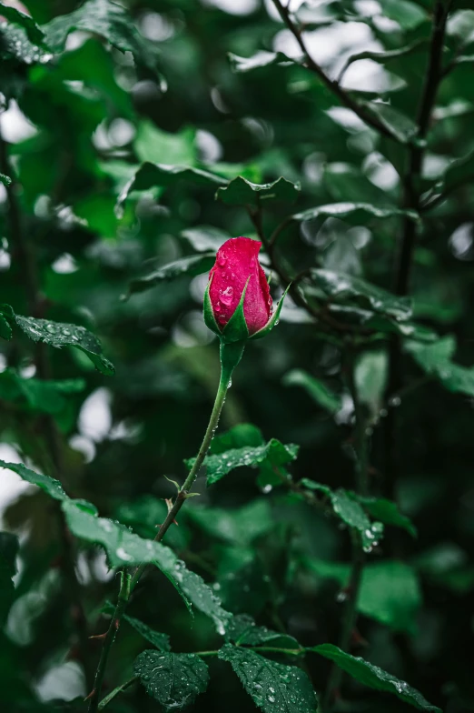 a single flower is standing in the middle of a forest