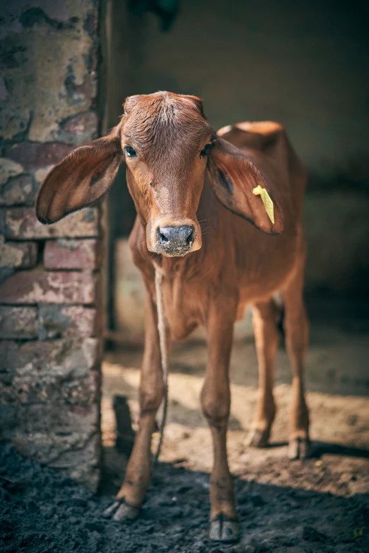 a baby calf standing next to an old brick building