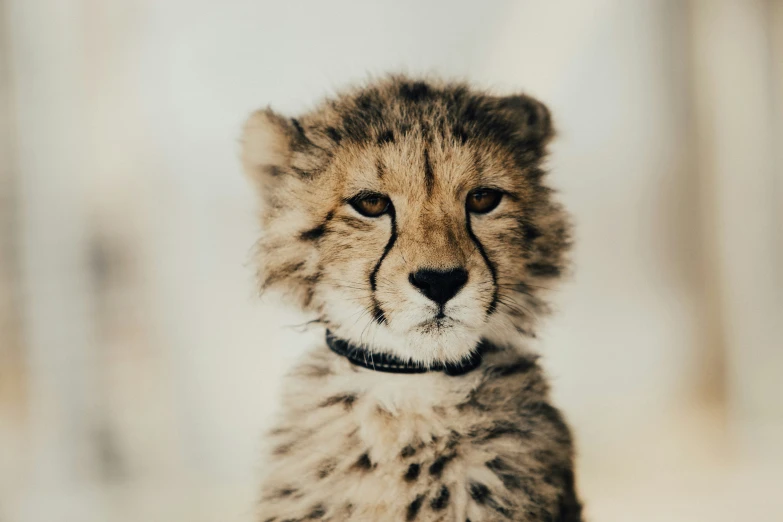 a baby cheetah is standing up with its head turned