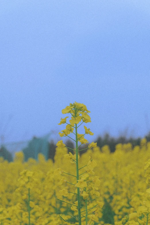 a tall flower sits near the bright yellow flowers